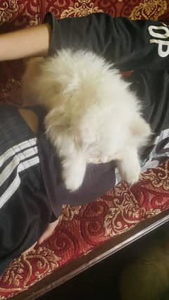 2 male and one female kitten fluffy kitten