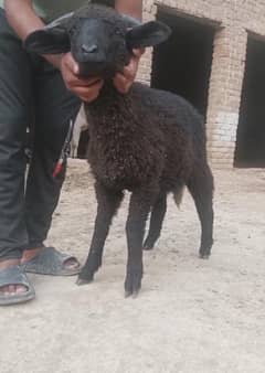 sheep