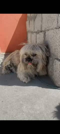 Shedzu