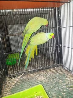Beautiful green pair