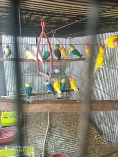lovebirds breederpairs