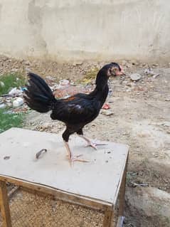 burmi ninja male available