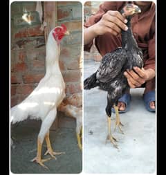shamo thai fartile eggs for sale/white shamo eggs fartility 100%