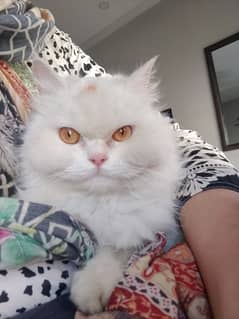 Persian