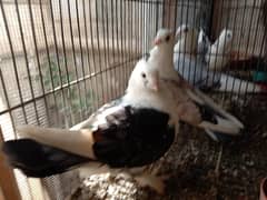 Sentient German Tie fancy pigeon (kabootar) pair for sale