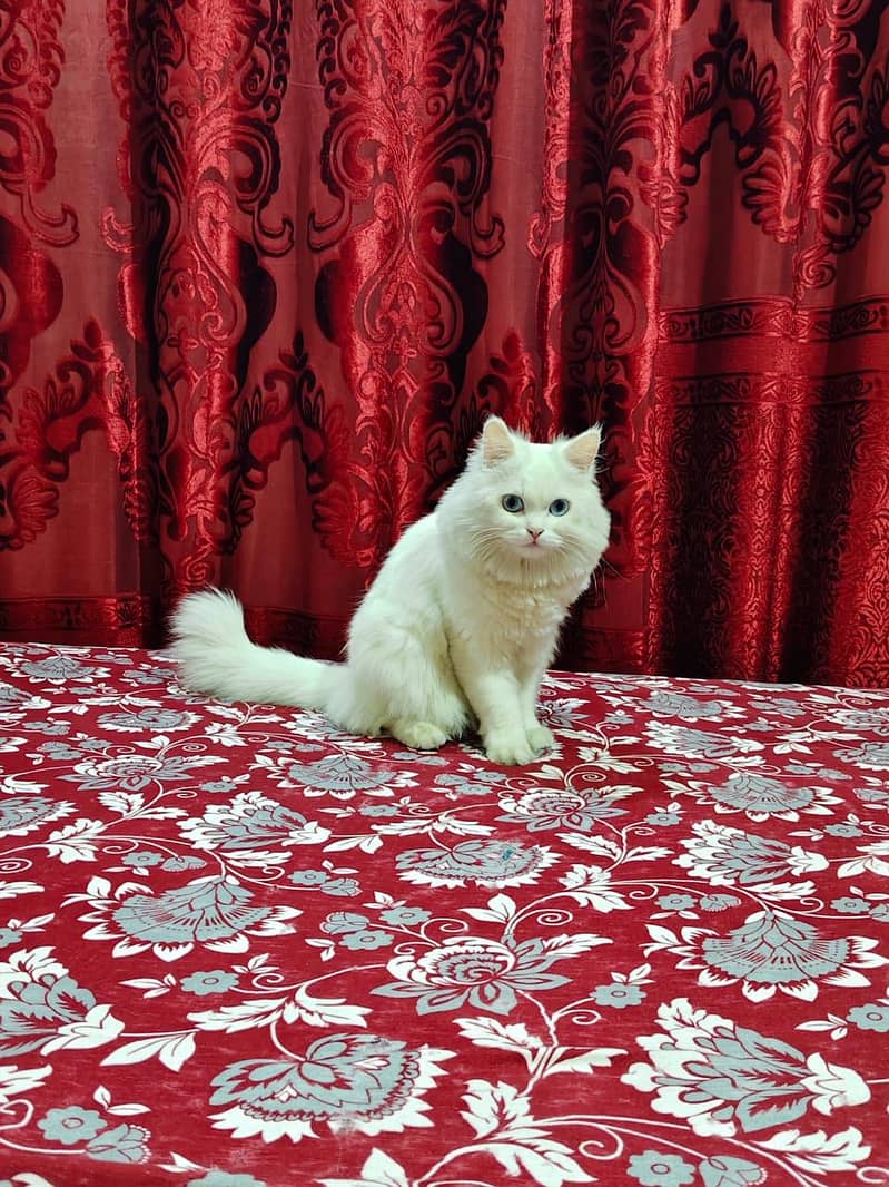 (cash on delivery) confirm pregnant boue eye cat triple coated punch 1