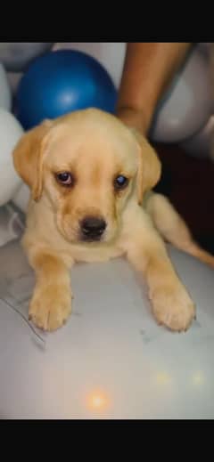 Labrador Retriever High quality Puppies