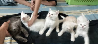 Persian kitten | triple long coated Kittens | Fluffy Kitten For Sale