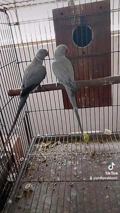 yellow  Ring nek confirm breeder pair  gray ringnrk conform  breeder