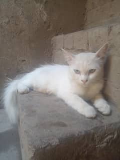cats for sall
