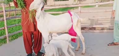 3 Bacchon Ka Sath Rajanpuri Bakri For Sale , Call Me,03259242621