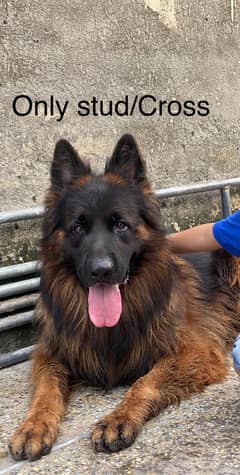 Black Garman Shepherd pink pedigree long coat stud Cross male