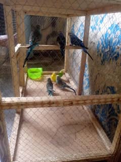 Australian parrot Brider  with cage.