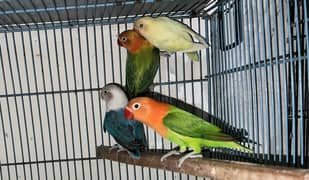 LOVEBIRDS
