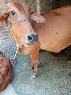 Sahiwal nasl ki cow