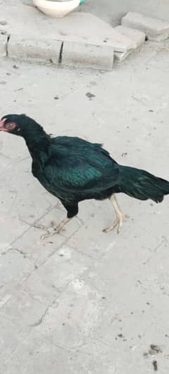 aseel murgi