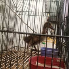 khaki Campbell big chik for sale