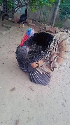 Healthy and active pair for sale