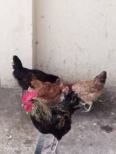 Egg