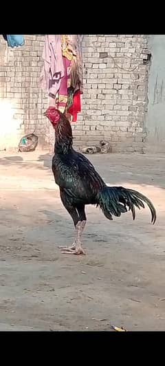 Cheap Pure Aseel cheap | Healthy & Active | Faisalabad,garh Fateh shah
