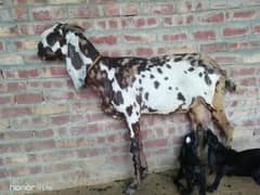 bakri with kids