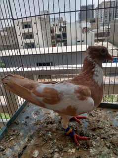 1 Pigeon Male for sale