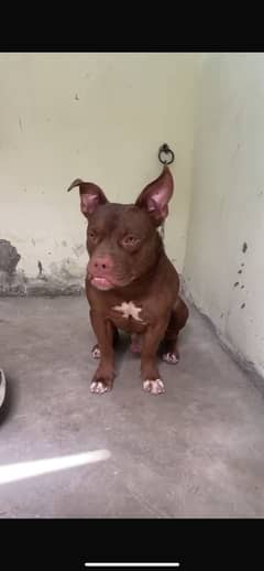 Pitbull