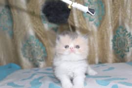 Cat Persian | cat baby | kittens | Blue eyes | ωatsap ʘƷƷƷ୨51୨ʘƷ8: