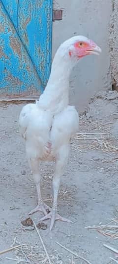 Heera