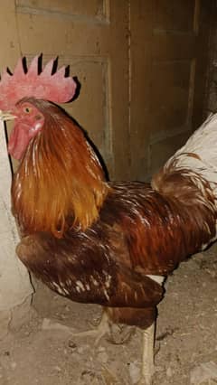 lohmann brown breedar male
