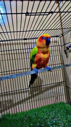 Sun conure male breeder