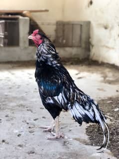 9 Lassani aseel Chicks