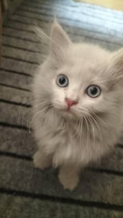 persian kitten