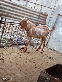 Makhi cheena Bakra