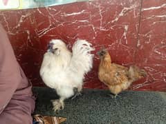 Hens