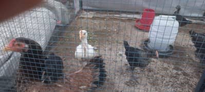 Desi Hen and 10 Chicks