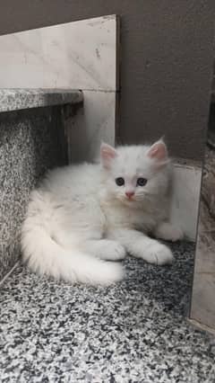 Persian cat baby Triple Coat | Blue eyes kitten| cute face Kitten