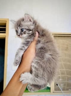 Persian