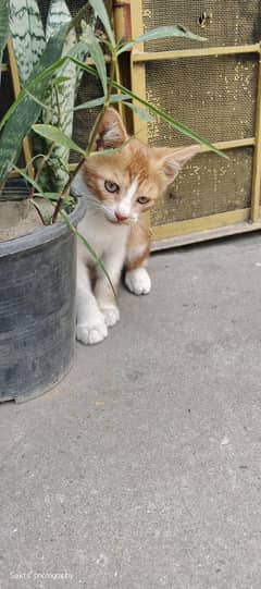 Persian