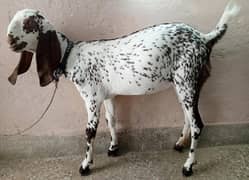 pure makhi cheni breed