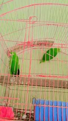 Butyfull jori  he AK Rah parrot fimil wo Aleda sell Karna he