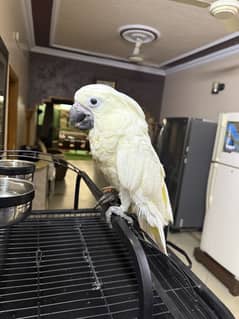 Cockatoo | Umbrella Cockatoo | Cockatoo Parrot |