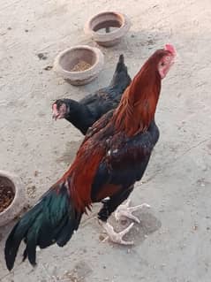 2 Mianwali Asleep pair