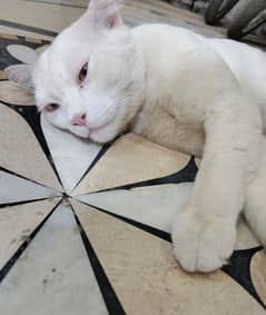 Persian White Cat