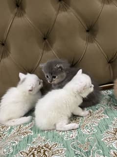 Pure Persian kittens-Long Hair-Home Raised