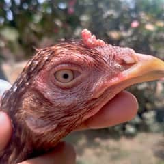 Amroha aseel,hen for sale,mianwali aseel contact 03015304706