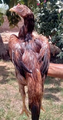 Amroha Hen 03015304706