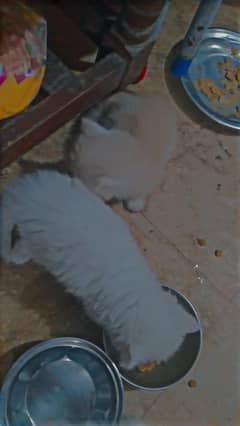 Persian kittens