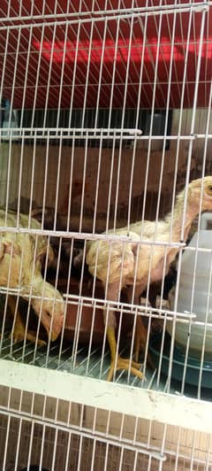 shamo chicks