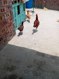 aseel Sindhi home breed
